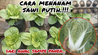 Cara Menanam Sawi Putih Polybag Dataran Rendah, Anti Gagal Dijamin Subur dan Panen Melimpah