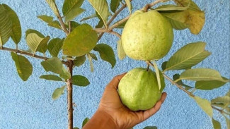 Tips Menanam Jambu Kristal Agar Cepat Berbuah, Jangan Coba-coba Lakukan Hal Ini!