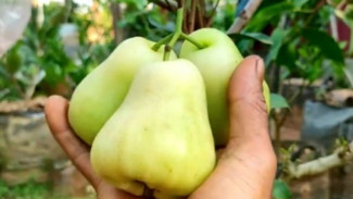 Petani Temukan Trik Nyeleneh, Jambu Air Ini Punya Aroma Mistis dan Rasa Super Manis