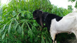 Gak Perlu Ngarit Lagi! Tanam Singkong Papua, Pakan Kambing Melimpah Sepanjang Tahun