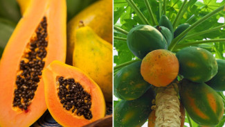 Cara Bikin Bibit Pepaya Super Banyak Tanpa Ribet, Cuma Modal Buah Matang dan Arang Dapur