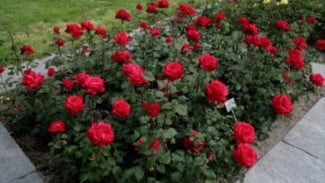 Tips Tanaman Hias Berbunga Awet Mekar Berhari-hari, Gak Perlu Khawatir Layu!