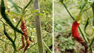 Solusi Tepat Mengatasi Buah Cabai Keriput Saat Menjelang Panen, Mudah Tanpa Biaya
