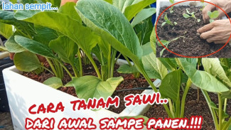 Sawi di Kotak Styrofoam Ini Bisa Panen Cuma 23 Hari, Caranya Ternyata Mudah Banget!