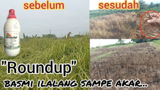 Rumput Alang-Alang Bandel Langsung Mati Sampai Akar, Coba Cara Ini Sekarang Juga