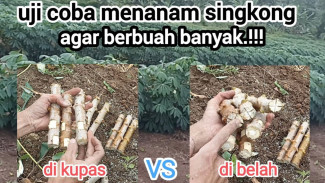 Cara Baru Menanam Singkong Umbi Melimpah, Hasilnya Berlipat Ganda Sampai 12 Buah