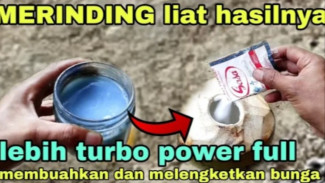 Solusi Ampuh Agar Tanaman Berbunga dan Berbuah Lebat, Tidak Rontok Lagi!