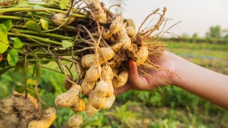 Baru Coba Sekali Langsung Subur! Begini Cara Tanam Kacang Tanah Biar Buahnya Lebat