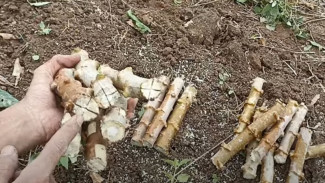 Metode Ajaib Ini Bikin Umbi Singkong Tumbuh Lebih Banyak! Wajib Dicoba Petani Pemula