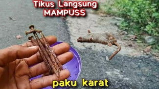 Tanpa Modal Banyak, Begini Cara Buat Racun Tikus Paling Mematikan dari Bahan Rumahan!
