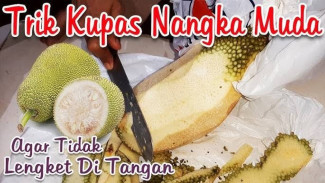 Agar tidak Lengket! Ini Trik Kupas Nangka Tanpa Takut Kena Getah
