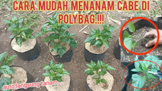 Menanam Cabai di Polybag Ternyata Segampang Ini! Dari Bibit Sampai Panen Dijamin Berhasil
