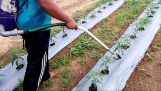 Rekomendasi Pupuk Kocor Pertama untuk Tanaman Cabai, Ampuh dan Cepat Tumbuh