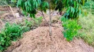 Tanah Kering Bisa Jadi Subur Lagi! Coba Cara Gampang Rawat Tanaman Pakai Mulsa Jerami Padi