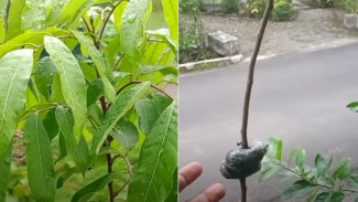 Hanya Modal Satu Bibit Bisa Dapat Dua Tanaman Rimbun dan Berbuah Lebat, Ini Triknya!