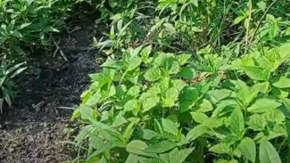 Subur Maksimal Tanpa Pupuk! Rahasia Tanah Bekas Pembakaran Bikin Rumput Tumbuh Lebih Hijau