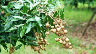 Bukan Mimpi! Pekarangan Kecil Bisa Jadi Mesin Uang, Ini Rahasia Sukses Tanam Kelengkeng