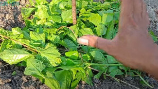 Rumput Liar di Pekarangan Bisa Jadi Pupuk Super, Begini Cara Gampangnya Tanpa Harus Ngompos