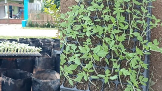 Tips Mudah Menyemai Tomat dari Benih Hingga Siap Tanam di Kebun