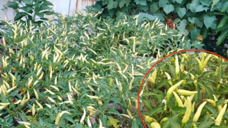 Tips Menanam Cabai Agar Berbuah Lebat Meski di Tanah Kering, Jangan Kaget dengan Hasilnya!