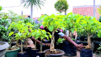 Cara Membuat Bonsai Jarak Cina atau Jarak Jawa