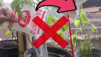 Jangan Asal Tabur! Begini Cara Tepat Menggunakan Micin Sebagai POC untuk Menyuburkan Tanaman
