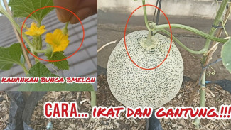 Rahasia Sukses Budidaya Melon, Penyerbukan dan Cara Mengikat yang Jarang Diketahui!