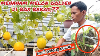 Dari Box Bekas Jadi Kebun Melon Golden, Cara Menanam dari Awal Sampai Panen Sukses!