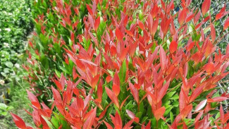 Pucuk Merah Kok Kusam? Jangan Panik, Ada Jurus Bikin Merah Merona Permanen!
