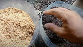 Cuma Dibakar Biasa, Serbuk Gergaji Ini Bisa Jadi Media Tanam Super Subur Kurang dari Sehari