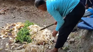 Tanpa Obat Kimia, Pupuk Ini Bikin Tanaman Tumbuh Kilat Cuma Modal Kotoran dan Batang Pisang