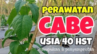 Tips Merawat Tanaman Cabai Usia 40 Hari Agar Sehat, Subur, dan Lebat, Mudah Banget!