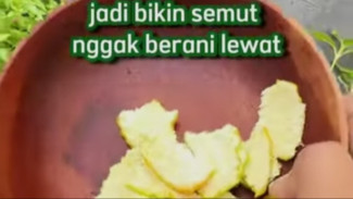 Ternyata Kulit Jeruk Bikin Semut Bubar Jalan! Dijamin Gampang dan Aman Tanpa Membunuh