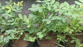 Kacang Tanah di Polybag Buahnya Sedikit, Ini 5 Penyebab dan Cara Mengatasinya!