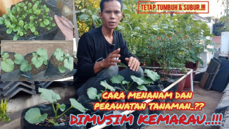 Musim Kemarau Bukan Halangan, Tanaman Tetap Bisa Berbuah Lebat Pakai Cara Ini!