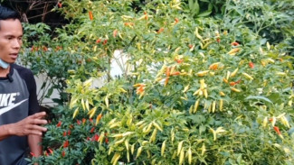 Petani Wajib Tau! Cara Mudah Memilih Buah Cabai untuk Bibit dan Panen sampai 7 Kali