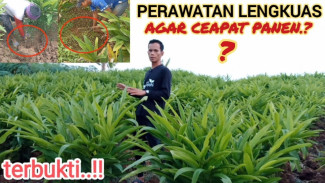 Rahasia Tanaman Lengkuas Cepat Rimbun, Cepat Besar dan Panen Melimpah!