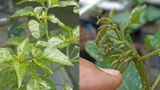 Cara Ampuh Cegah Cabai Keriting & Buah Rontok dengan Produk Tepat