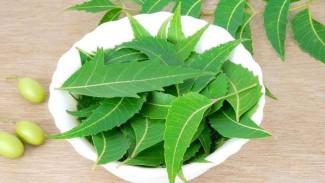 Tak Perlu Mahal! Bikin Pestisida Neem Oil Sendiri dari Daun Mimba, Ini Cara Mudahnya