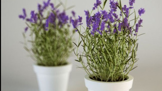 Rahasia Menanam Lavender! Gampang Banget, Rumah Wangi dan Indah Sepanjang Waktu