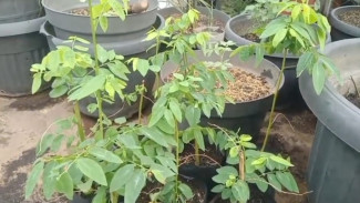 Pengen Sayur Segar Tapi Lahan Sempit? Coba Cara Ajaib Tanam Daun Katuk di Pot Ini!