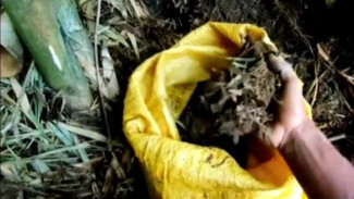 Ternyata Daun Bambu Bisa Jadi Kompos Super Kaya Hara, Begini Cara Buatnya di Rumah!