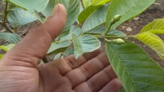 Rahasia Gila Bikin Jambu Kristal Berbuah Lebat di Polybag, Modal Minim Hasil Maksimal!