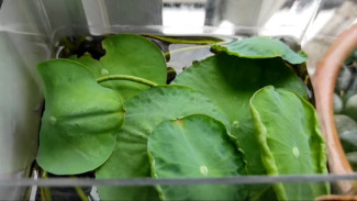 Cara Mudah Menanam Lotus dari Biji, Tunas Bisa Muncul di Hari Kedua!