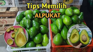 Jangan Tertipu Lagi, Ini Cara Jitu Memilih Buah Alpukat Berkualitas Terbaik