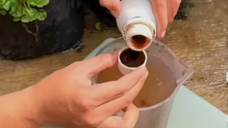 Penting! Ini Cara Tepat Fermentasi Air Cucian Beras Sebagai Pupuk Agar Tanaman tidak Gosong