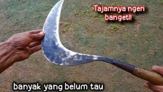 Rahasia Celurit Tajam, Ngarit Jadi Mudah dan Cepat