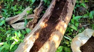 Wow! Batang Pohon Kelapa Disulap Jadi Pupuk Kompos Paling Ampuh untuk Tanaman, Simak Caranya!