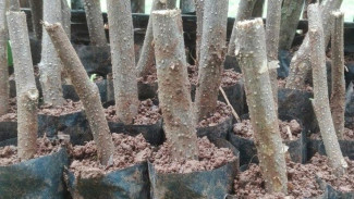 Cara Stek Pohon Kelor dengan Teknik Disenderkan Supaya Tidak Busuk