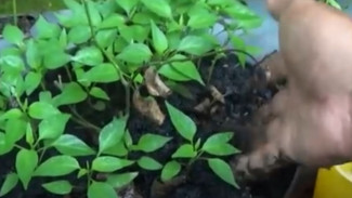 Dari Dapur Jadi Dewa Tanaman! Trik Sulap Air Cucian Beras Jadi Pupuk Cair Super Subur